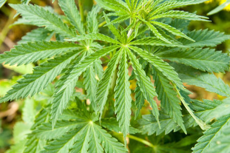 Legalizing Hemp in North Dakota and Other States Image